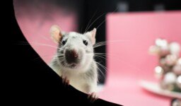 Love Rats: Signs, Red Flags, and How to Break Free