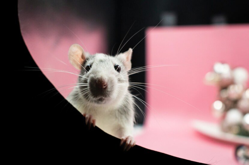 Love Rats: Signs, Red Flags, and How to Break Free